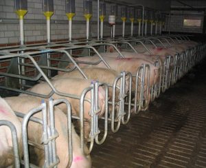 Pig-breeding-factory